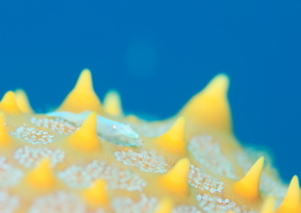 ヒトデヤドリエビ