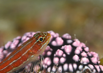 タテジマヘビギンポ