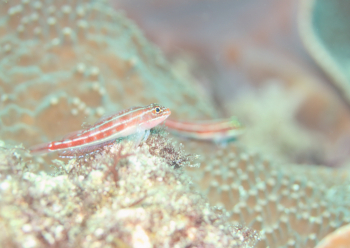 タテジマヘビギンポ