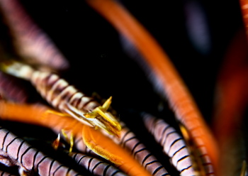 ラオメネス・ティグリス　