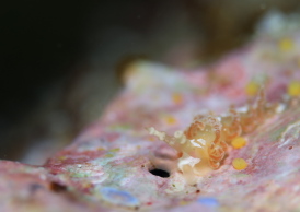 チゴミノウミウシ