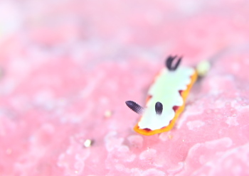 フジナミウミウシ