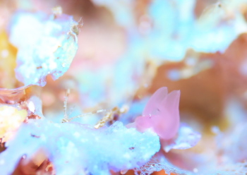 サガミアメフラシ