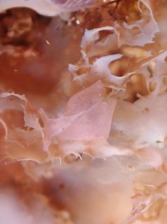 サガミアメフラシ