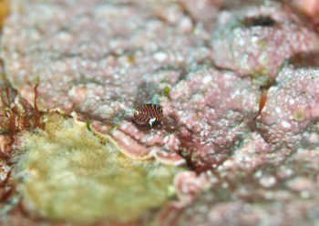 スベヨコエビの仲間