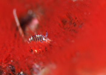 スベヨコエビの仲間