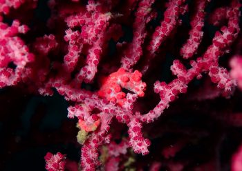 ピグミーシーホース