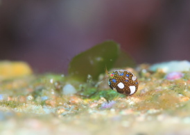 マキエホテイヨコエビ