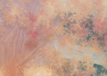 オルトマンワラエビ