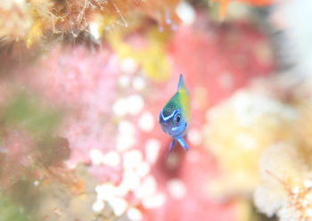 アマミスズメダイ