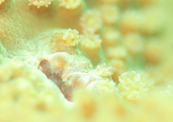 アシビロサンゴヤドリガニ