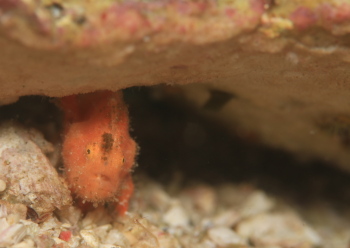 エナガカエルアンコウ