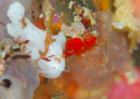 イロカエルアンコウ