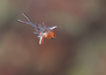 ヒオドシベラyg