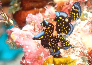 クマドリカエルアンコウ