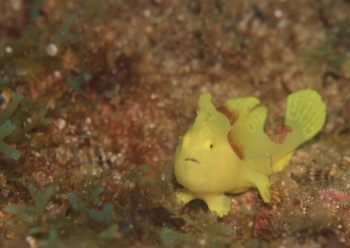 イロカエルアンコウ