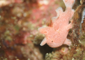 オオモンカエルアンコウ