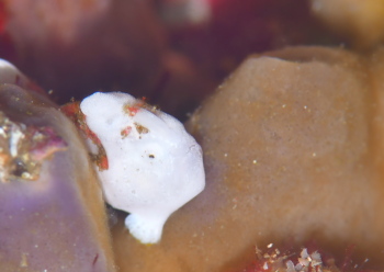 イロカエルアンコウ