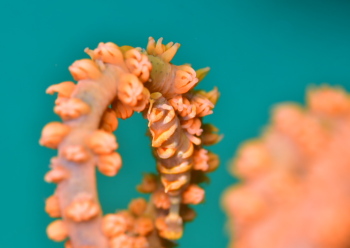 ビシャモンエビ