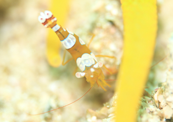 イソギンチャクモエビ