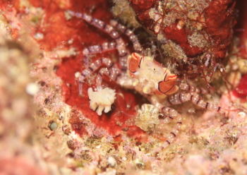 キンチャクガニ