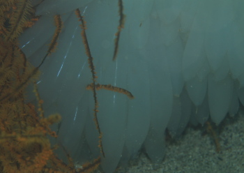 アオリイカの卵