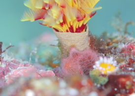 エナガカエルアンコウ