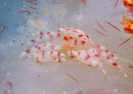 ナカソネカニダマシ