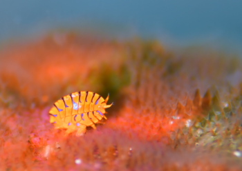 ホムラスベヨコエビ