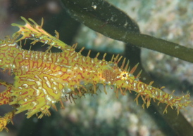 ニシキフウライウオ