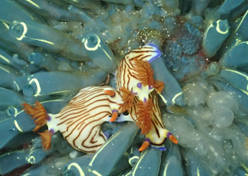 クロスジリュウグウウミウシ