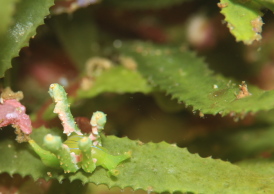 フリソデミドリガイ