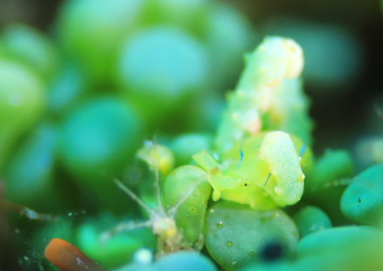 フリソデミドリガイ