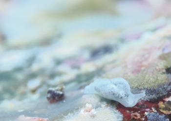 オトメミドリガイ