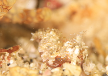 サガミツノメエビ