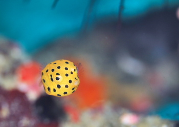 ミナミハコフグ