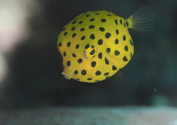 ミナミハコフグ