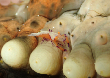 ウミウシカクレエビ