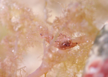 クロヘリアメフラシ