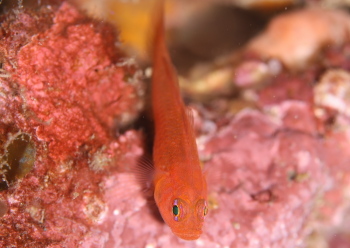 ナガシメベニハゼ