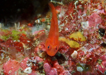 ナガシメベニハゼ