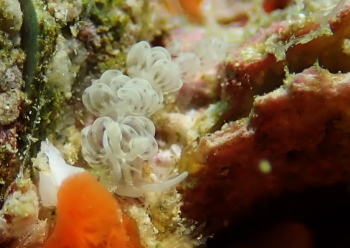 マスクミノウミウシ