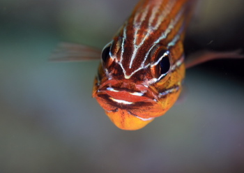 キンセンイシモチ