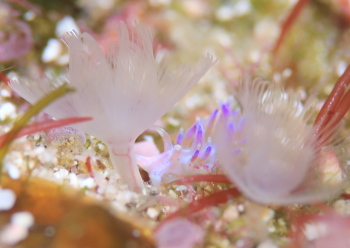 ミノウミウシの仲間