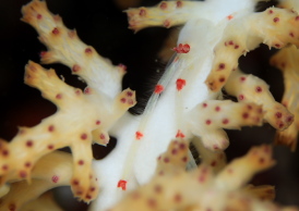 クダヤギクモエビ