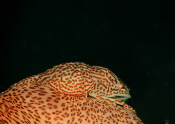 アヤトリカクレエビ