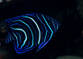 サザナミヤッコ