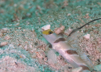 ヒレナガネジリンボウ