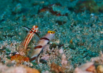 ヒレナガネジリンボウ