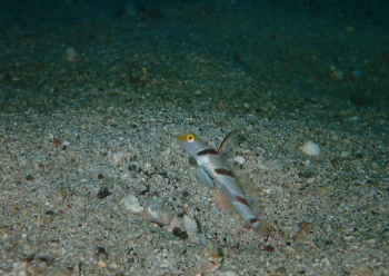 ヒレナガネジリンボウ